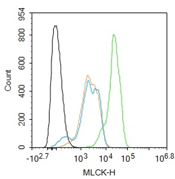 MLCK Rabbit Polyclonal Antibody