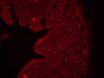 MLCK Rabbit Polyclonal Antibody