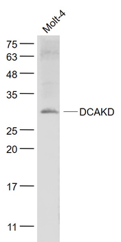 DCAKD Rabbit Polyclonal Antibody