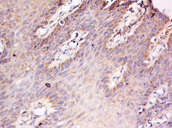 FAM102B Rabbit Polyclonal Antibody