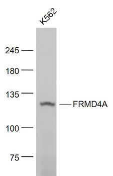 FRMD4A Rabbit Polyclonal Antibody