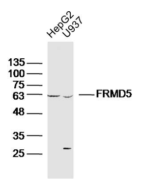 FRMD5 Rabbit Polyclonal Antibody