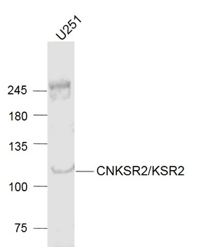 CNKSR2/KSR2 Rabbit Polyclonal Antibody