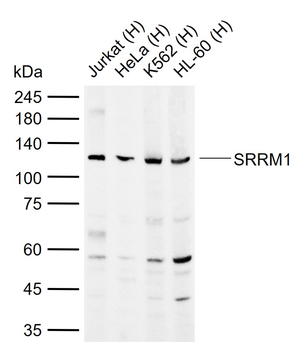 SRRM1 Rabbit Polyclonal Antibody