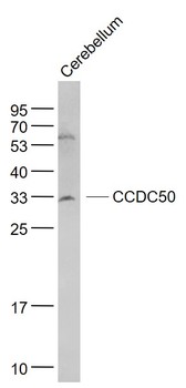 CCDC50 Rabbit Polyclonal Antibody