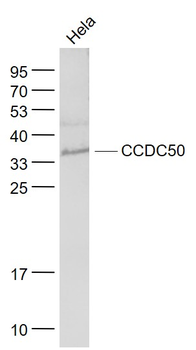 CCDC50 Rabbit Polyclonal Antibody