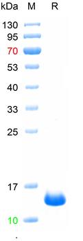 Recombinant human SCN7A protein, N-His