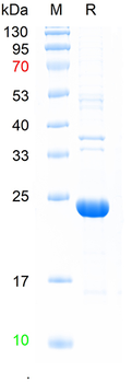Recombinant human TNFSF15 protein, N-His