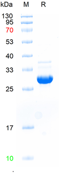Recombinant mouse ALOX15 protein