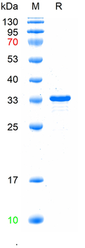 Recombinant human ZO-1 protein, N-His
