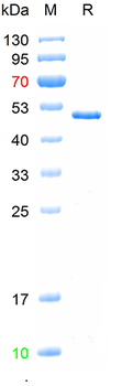 Recombinant human FSHR protein