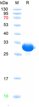 Recombinant human CCL7 protein