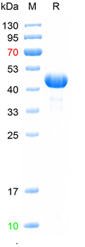 Recombinant human TSHR protein, N-Trx-His & C-His