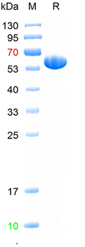 Recombinant Influenza A H5N1 (A/Hong Kong/483/1997) Nucleoprotein, C-His
