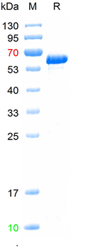 Recombinant Influenza A H5N1 (A/Thailand/1(KAN-1)/2004) Nucleoprotein, C-His