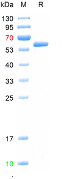Recombinant Influenza A H3N2 (A/Massachusetts/18/2022)/(A/Darwin/9/2021)/(A/Darwin/6/2021) Nucleoprotein, C-His