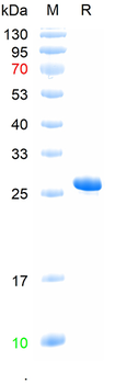 Recombinant human Glyt1 protein