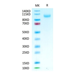 Recombinant human SIGLEC10 protein, C-hFc-Avi (HEK293), Biotin conjugated