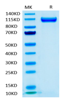 Recombinant human CD22 protein, C-His-Avi (HEK293), Biotin conjugated