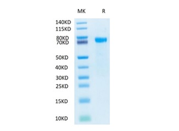 Recombinant human Notch 2 protein, C-His-Avi (HEK293), Biotin conjugated