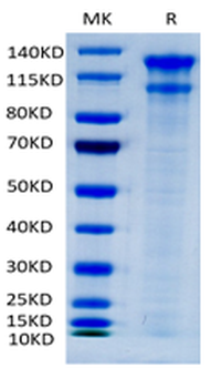 Recombinant human LDLR protein, C-His-Avi (HEK293), Biotin conjugated
