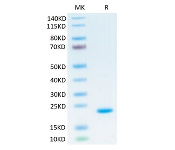 Recombinant human IL-10 protein, N-His-Avi (HEK293), Biotin conjugated