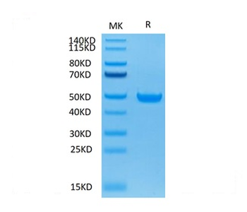 Recombinant Cyn. monkey FcRn protein, C-His-Avi (HEK293), Biotin conjugated