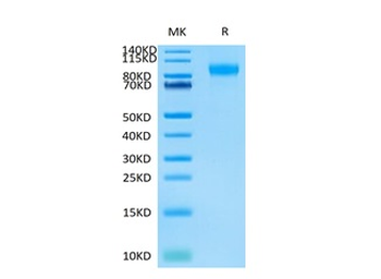Recombinant human E-selectin, C-His-Avi (HEK293), Biotin conjugated