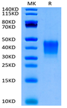 Recombinant human CD7 protein, C-His-Avi (HEK293), Biotin conjugated