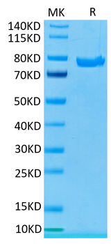 Recombinant human CD5 protein, C-hFc-Avi (HEK293), Biotin conjugated