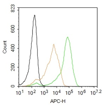 TFCP2C Rabbit Polyclonal Antibody (BF647)