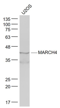 MARCH4 Rabbit Polyclonal Antibody