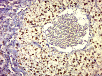 VGLL3 Rabbit Polyclonal Antibody