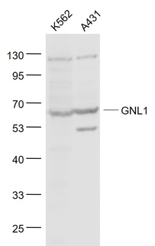 GNL1 Rabbit Polyclonal Antibody