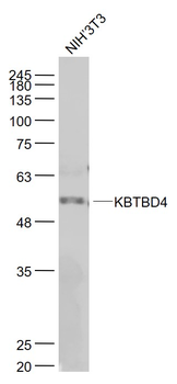 KBTBD4 Rabbit Polyclonal Antibody