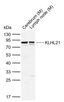 KLHL21 Rabbit Polyclonal Antibody