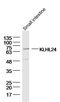 KLHL24 Rabbit Polyclonal Antibody