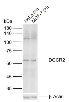 DGCR2 Rabbit Polyclonal Antibody