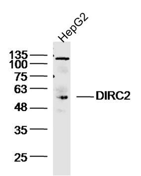 DIRC2 Rabbit Polyclonal Antibody