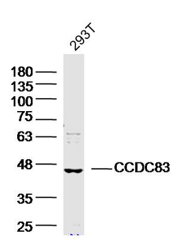 CCDC83 Rabbit Polyclonal Antibody