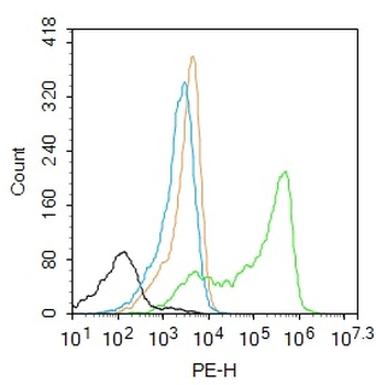 STK25 Rabbit Polyclonal Antibody