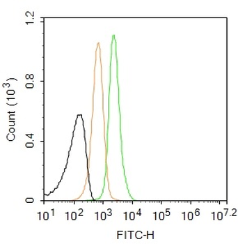 Heavy chain cardiac Myosin Rabbit Polyclonal Antibody (BF488)