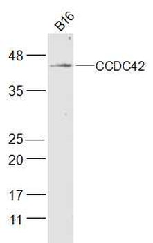 CCDC42 Rabbit Polyclonal Antibody