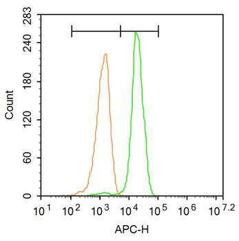 FENS1 Rabbit Polyclonal Antibody (BF647)