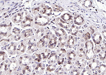 NPD014 Rabbit Polyclonal Antibody