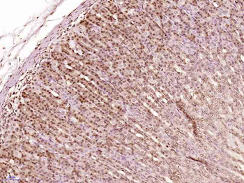NPD014 Rabbit Polyclonal Antibody