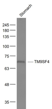 TM9SF4 Rabbit Polyclonal Antibody