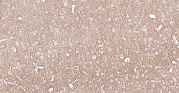 Rat GAP43 Ready-To-Use IHC Kit