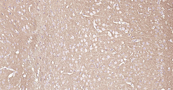 Mouse GAP43 Ready-To-Use IHC Kit