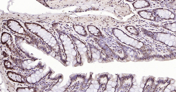 Rat Phospho-SRF (Ser77) Ready-To-Use IHC Kit